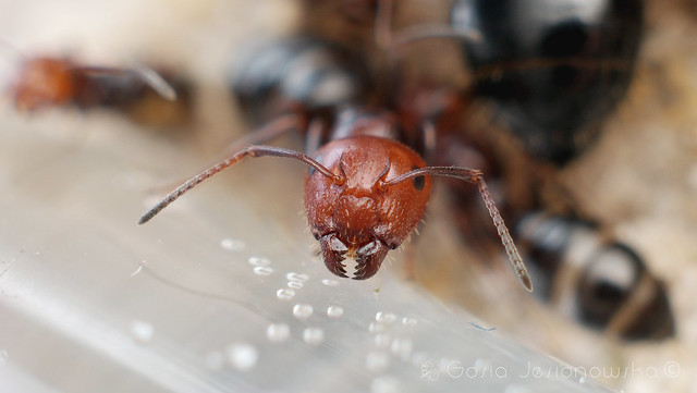 Camponotus lateralis - major worker