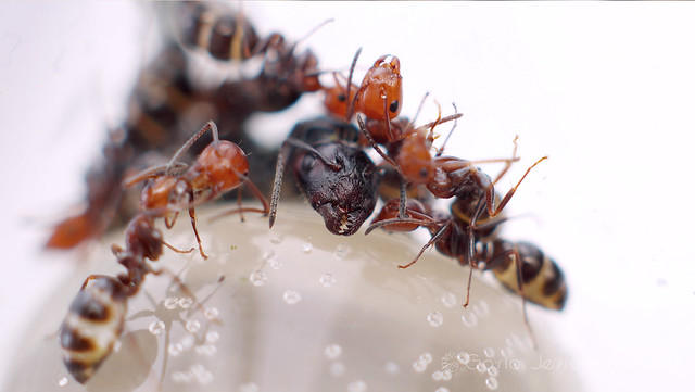 Camponotus lateralis - queen and workers