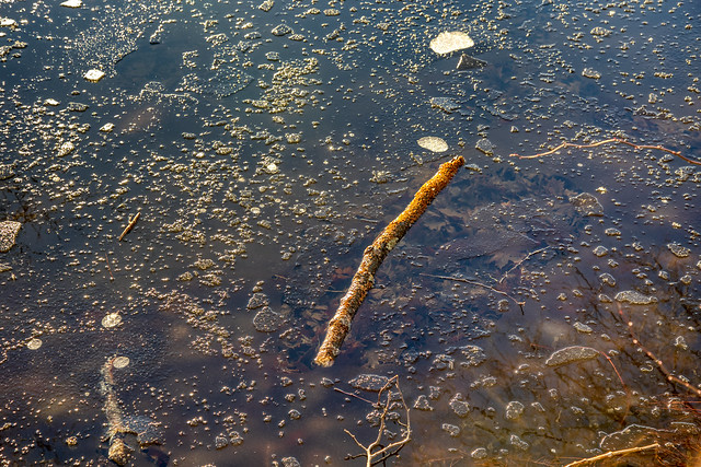 Frozen in time - Sullivan's Pond Dartmouth Nova Scotia