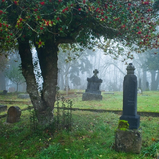 Holly Tree Foggy Graveyard 2579 A