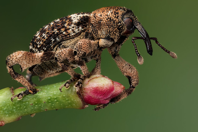 Scaly weevil