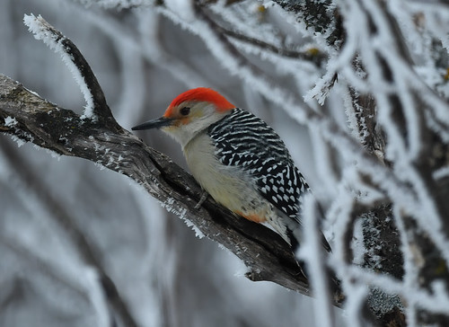 Pic à ventre roux - Red-billied Woodpecker | by Rayladur