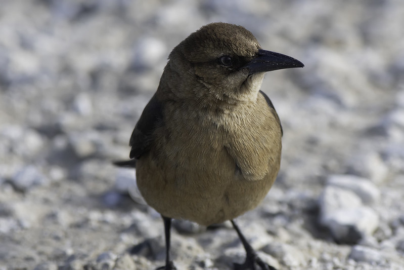 Female Boat-tailed Grackle