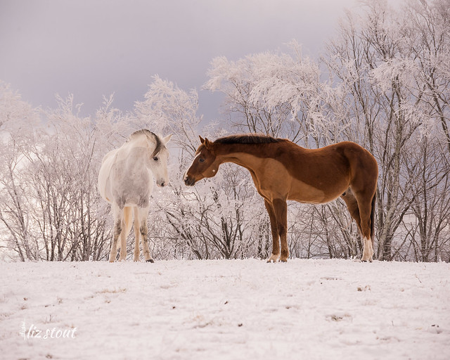 20210109 chevaux dans la neige et le givre_59