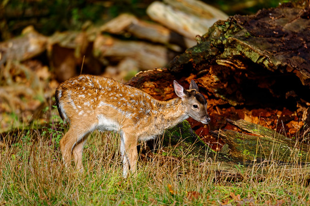 Damhirschkitz / Young fallow deer