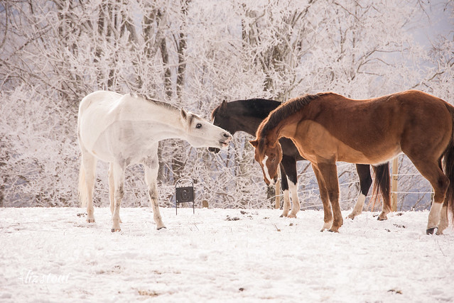 20210109 chevaux dans la neige et le givre_109