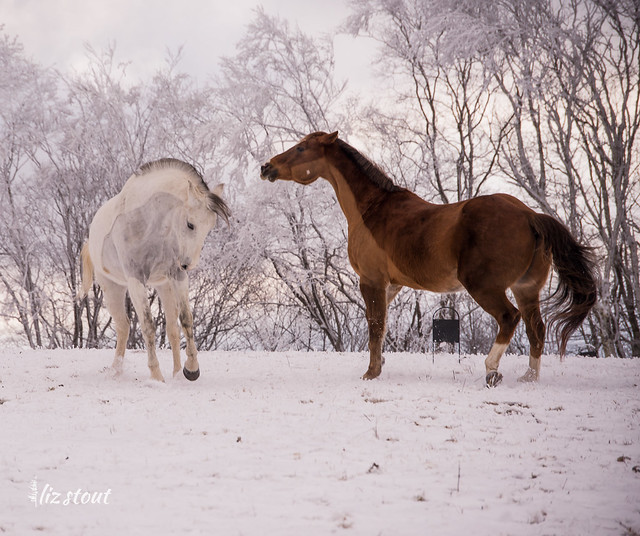 20210109 chevaux dans la neige et le givre_13
