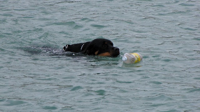 Dog retrieving an object in Lake Michigan [01]