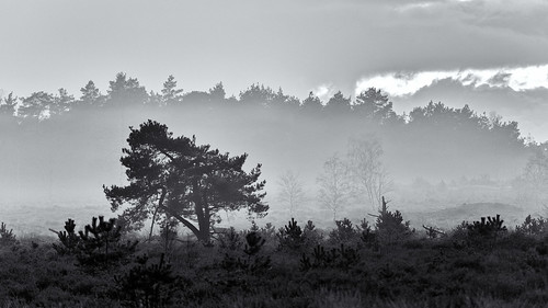 Foggy Forest (Veluwe, Radio Kootwijk)