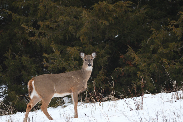 A Winter's Deer