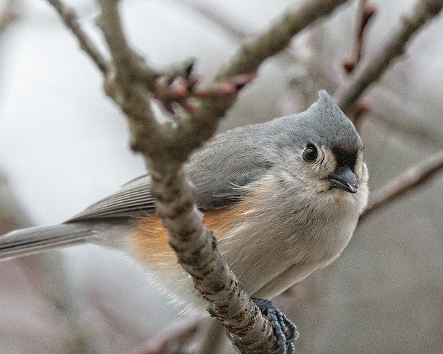 Tufted Titmouse by Jim Swartwood 1/9/21 Jefferson County KY