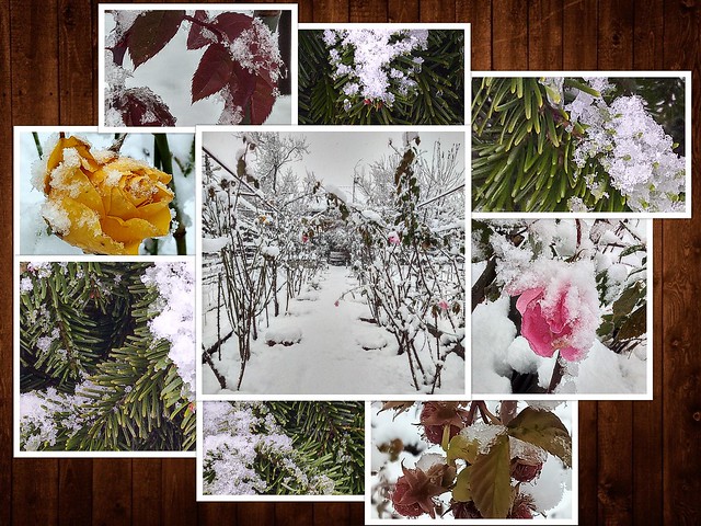 Icy silence: all the colors of my winter garden