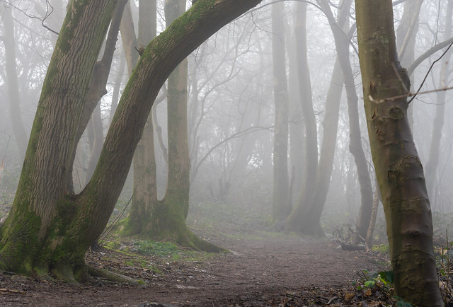Misty woodland track