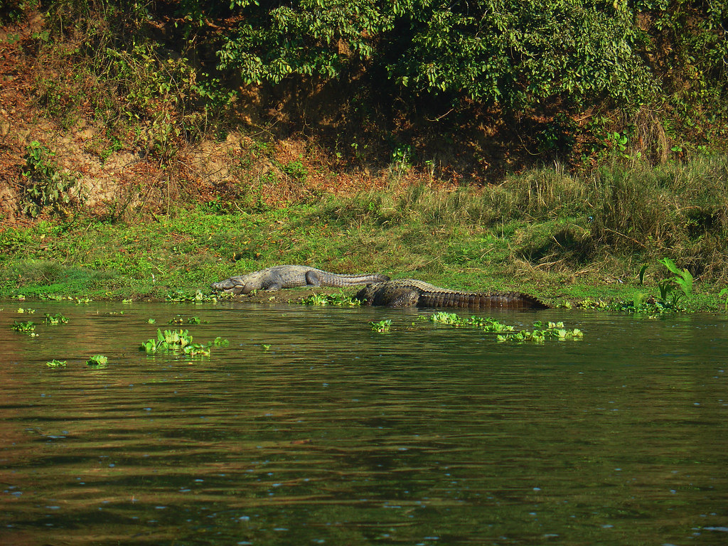 krokotiili Chitwan – kopio