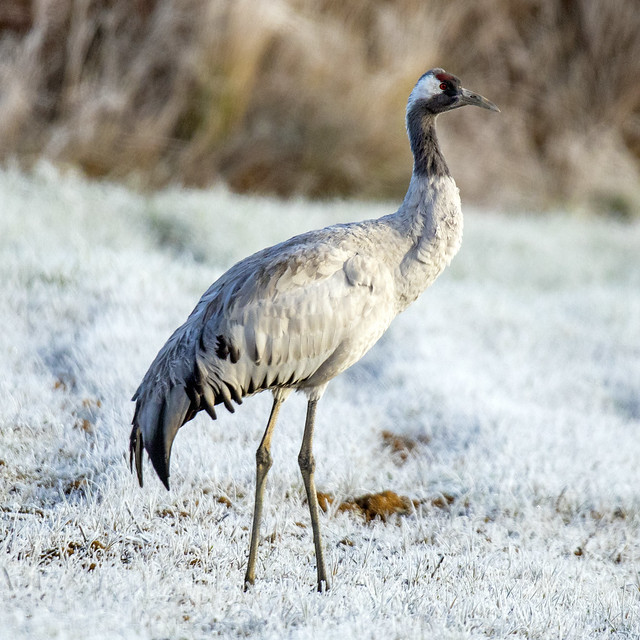Grullas (Grus grus) Common Crane