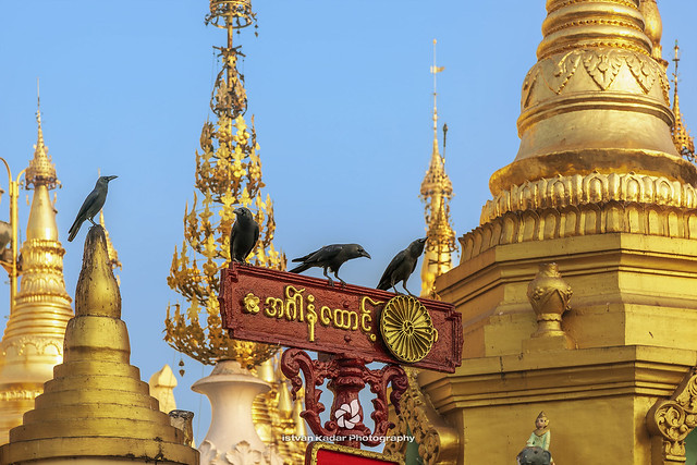 Holy Crows Waiting for Offered Food, Shwedagon Pagoda, Yangon, Myanmar