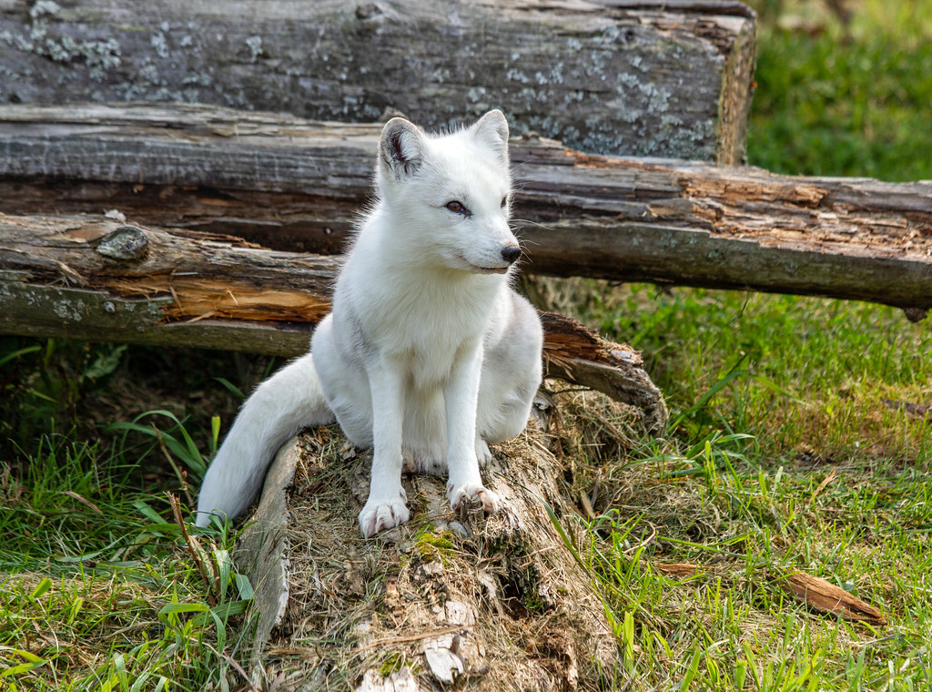 Petit renard arctique ou polaire  // arctic fox
