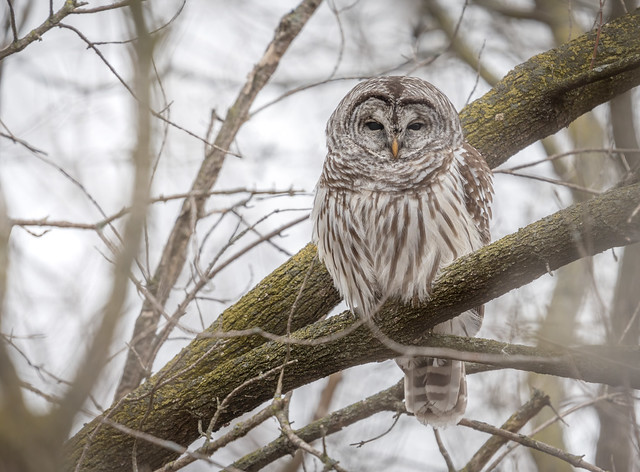Barred Owl In Habitat