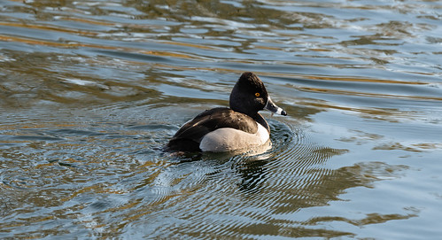 ring-necked_duck-20210110-100