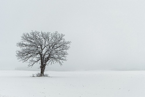 frost hoarfrost rimefrost winter wisconsin danecounty oregon oak tree oaktree loneoak field rural weatherruralweatherlonetreeloneoaktreefrostwhitedanecountyfoggyfreezingfieldhoarfrostgreyfogsnowcoldwinterjanuaryoaktreerimefrostwisconsin