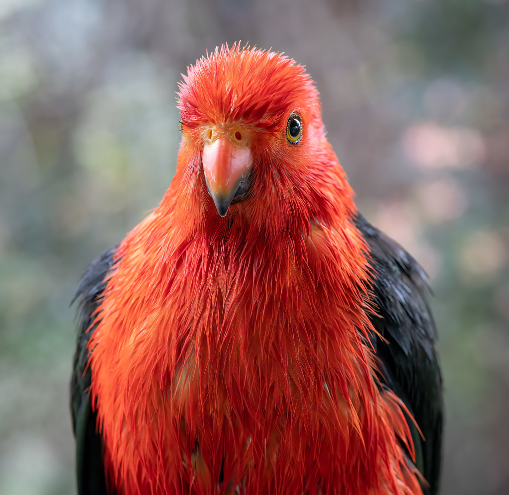 Rainsoaked king parrot