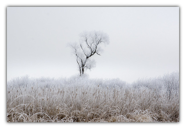 alone in the frost