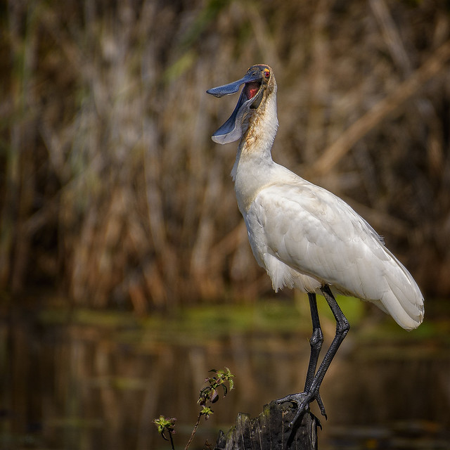 royal spoonbill