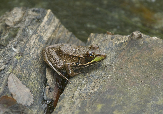 Green Frog --- Lithobates clamitans