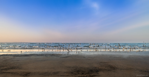 Seagulls on the shore by ricardocarmonafdez, Imagen capturada en la playa del Parque Natural de Doñana (Huelva - Andalucía), en la desembocadura