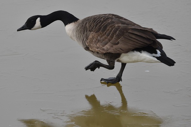 Canada Goose on ice