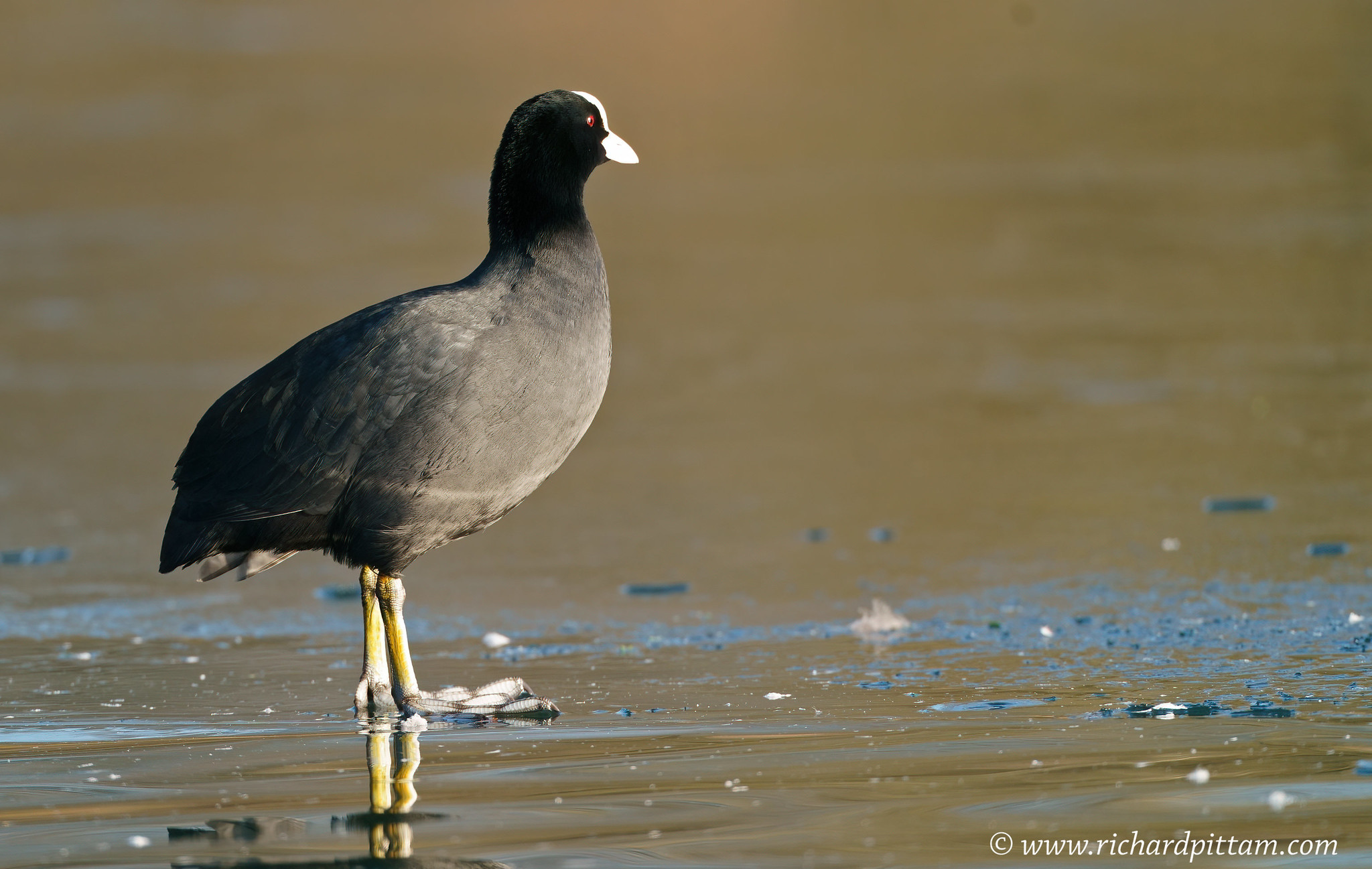 Coot on ice