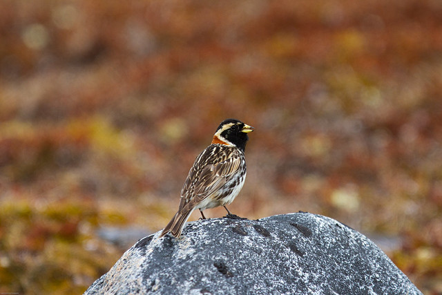 Longspur bird sitting on a rock!