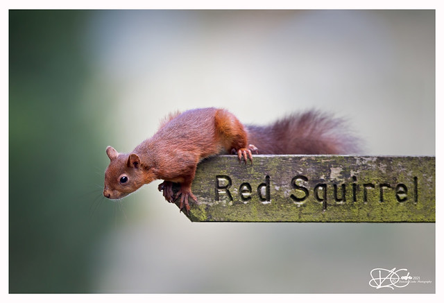 DS0D7486-Red-Squirrel,-Sciurus-vulgaris