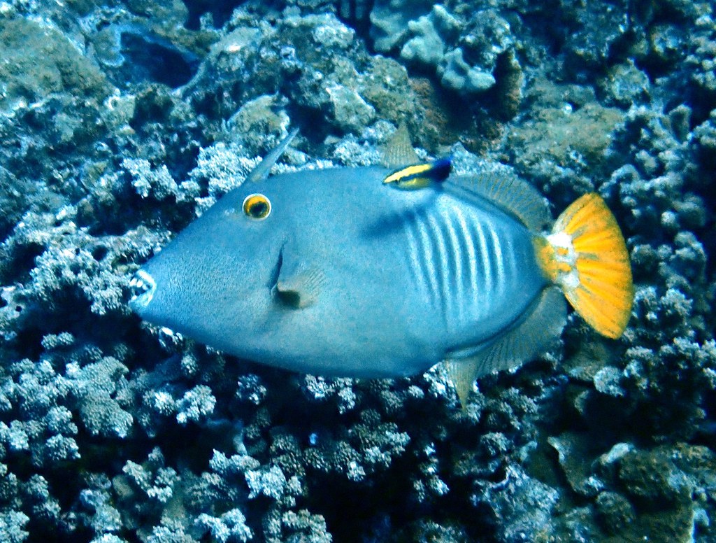 Barred Filefish ‘ō’ili Cantherhines dumerilii