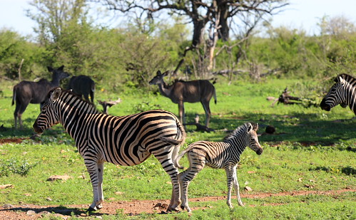 Zebra. Madikwe Game Reserve. South Africa. Nov/2020 | by EKatBoechat