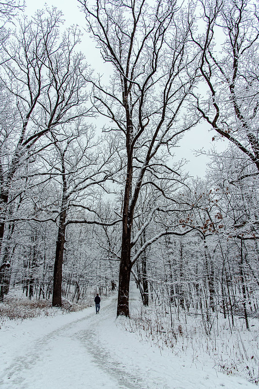 Winter Woods