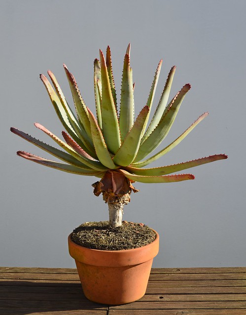 Aloe cipolinicola (syn. A. capitata var. cipolinicola)