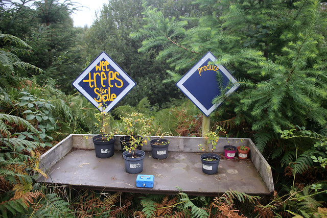 Wee trees for sale on the road to Keppoch