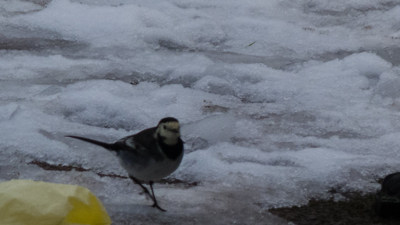 West Park wagtails