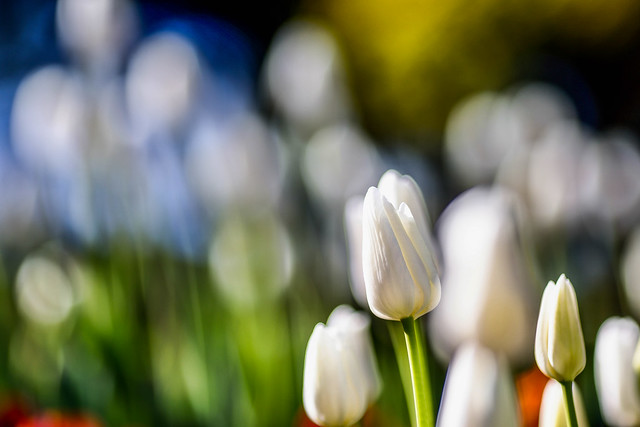 Winter tulips