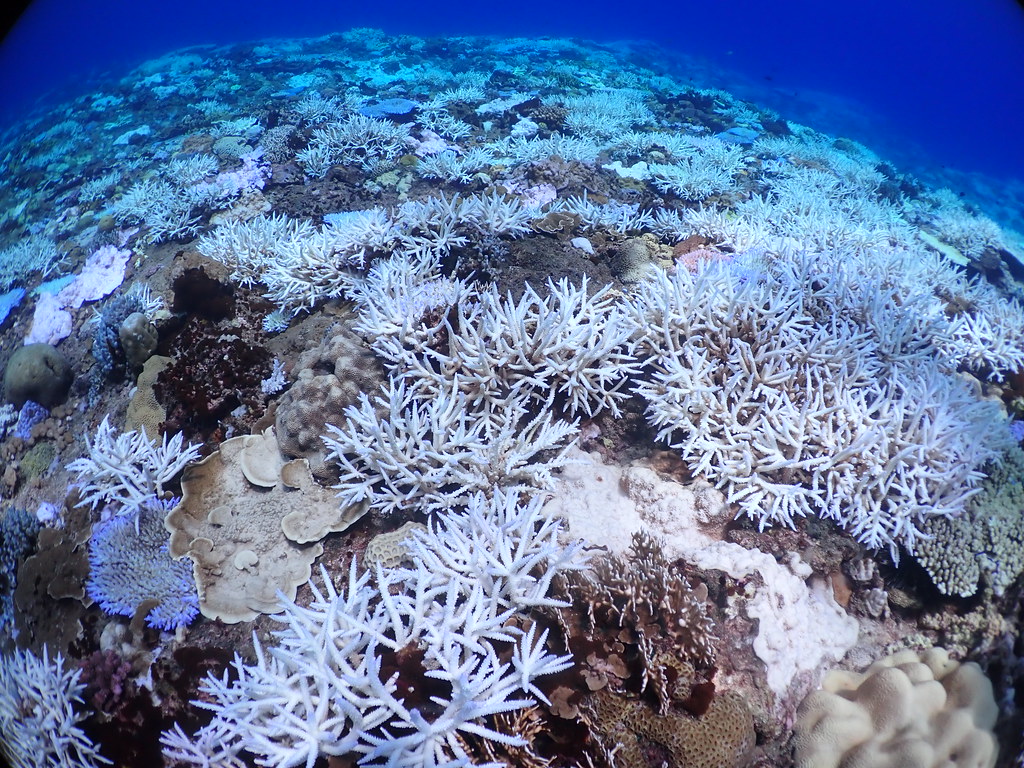 2020年台灣發生史上最大規模的珊瑚白化事件。圖為綠島龜灣10公尺深處，白化的軸孔珊瑚群。圖片來源：郭兆揚提供