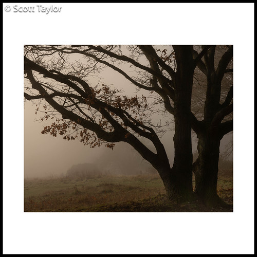 mist woodland landscape handheld chilternhills sonyfe24105f4goss fog photoshop sony lightroom sonya7riii