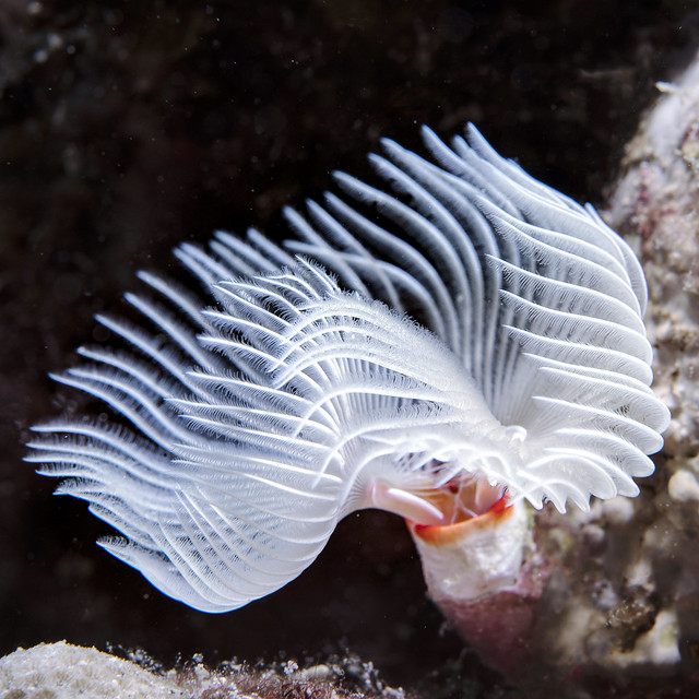 Tube worm - a beautiful feather duster