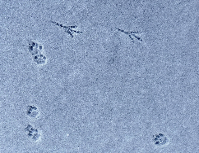 snowprints_5795