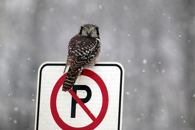 Eperviere           Northern Hawk owl