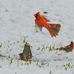 Cardinal and Finches