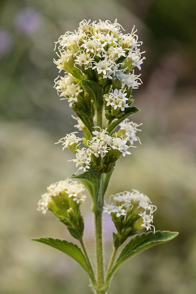 Stevia rebaudiana 2451-1; Asteraceae (3)