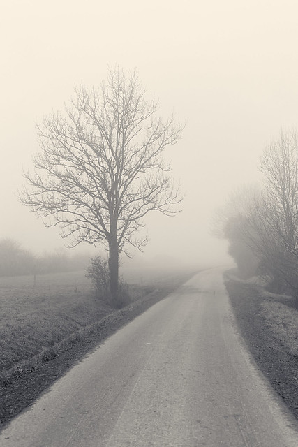 Tree beside a road on a hazy day