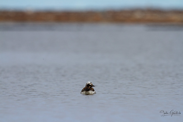 Back profile of a male long-tailed duck as it is swimming away.