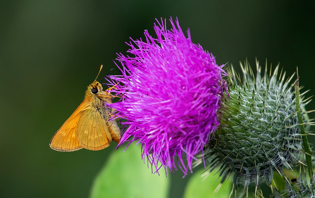 Butterfly on a thistle flower